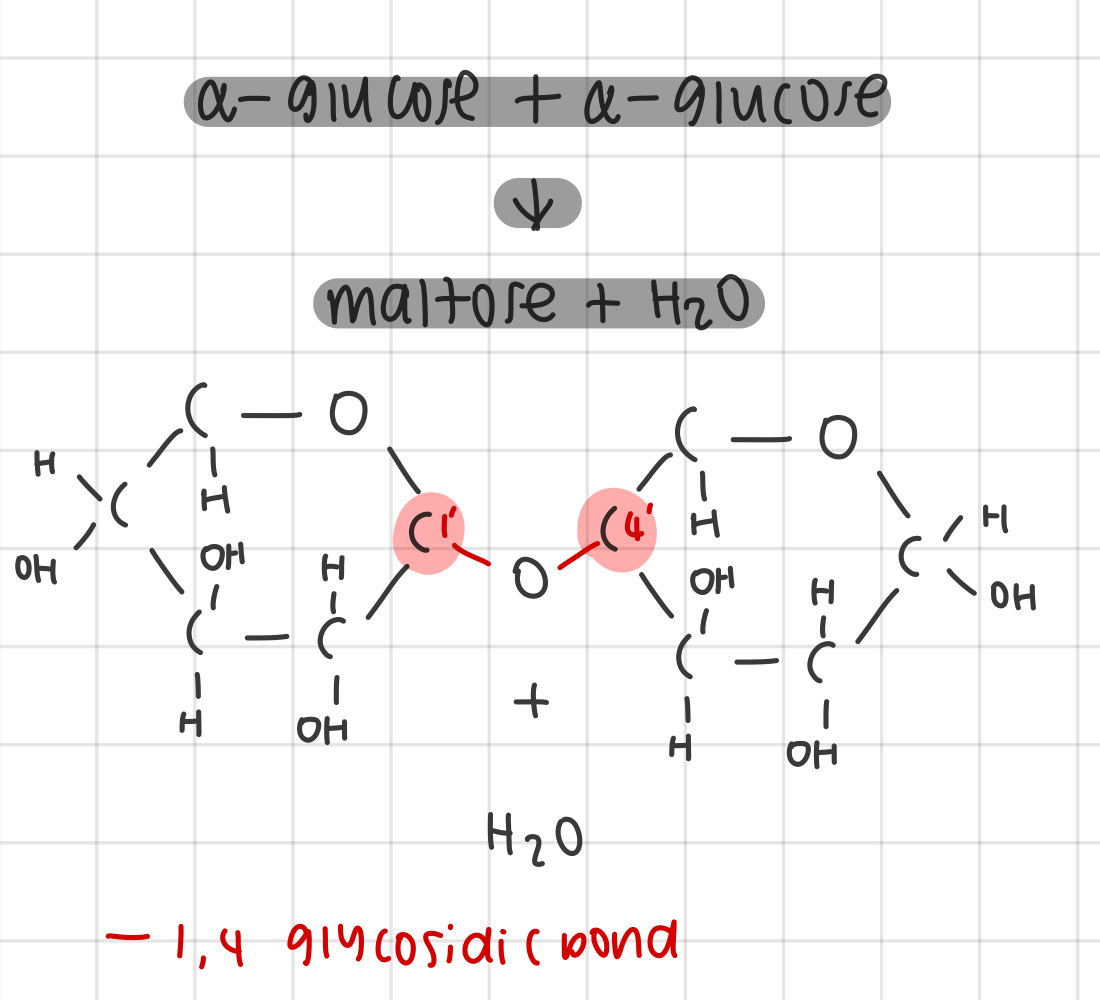 <ul><li><p>condensation reaction between 2 α-glucose creates maltose + H2O</p></li><li><p>1,4 glycosidic bond is formed between the groups attached to carbon-1 of the first glucose molecule and carbon-4 or the second</p></li></ul><p></p>