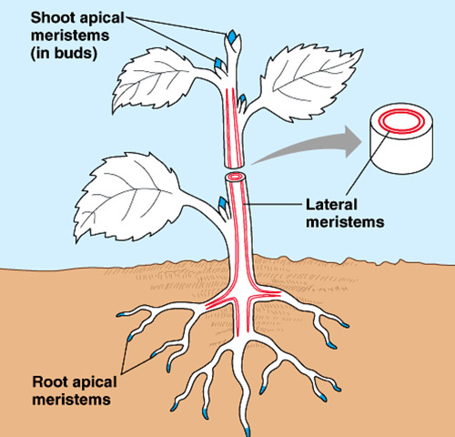 <p>Lateral Meristems for 2ndary growth - thickness</p>