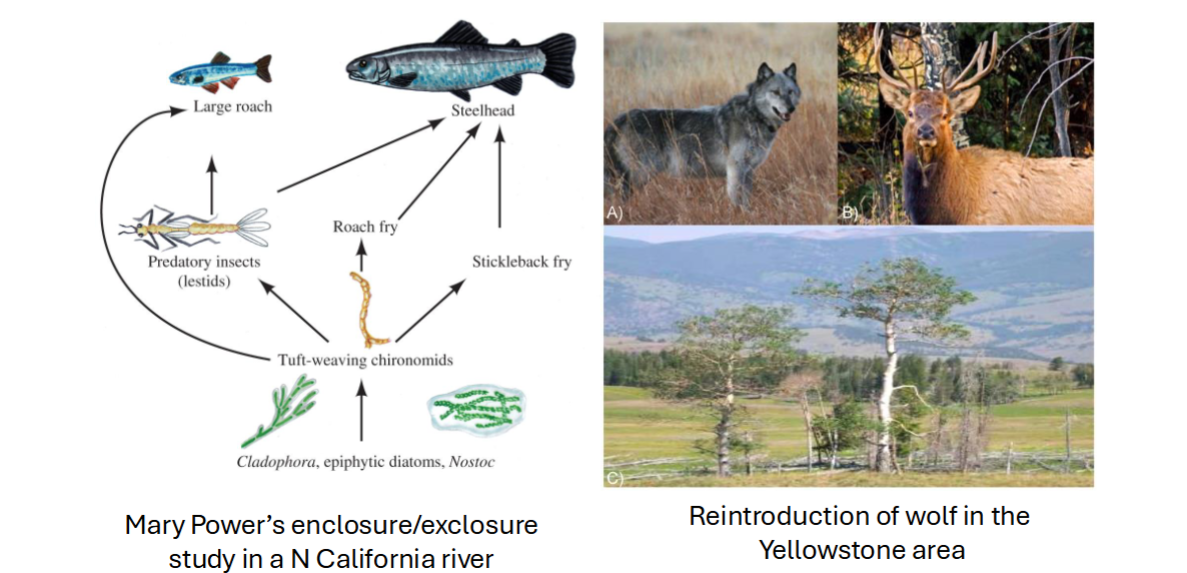 <p>Steelhead </p><p>Wolf + Elk</p>
