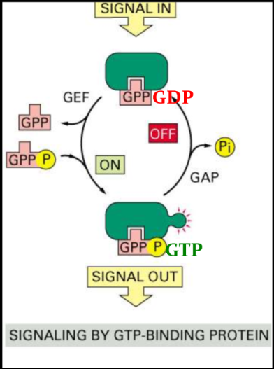 * GTPase is an indirect type of activation
* GAP - GTPase activating protein - does NOT activate a protein but it hydrolyzes GTP to turn off GTPase
* GEF - guanine exchange factor - promotes dissociation of GDP
* GTP bound = active
* GDP bound = inactive