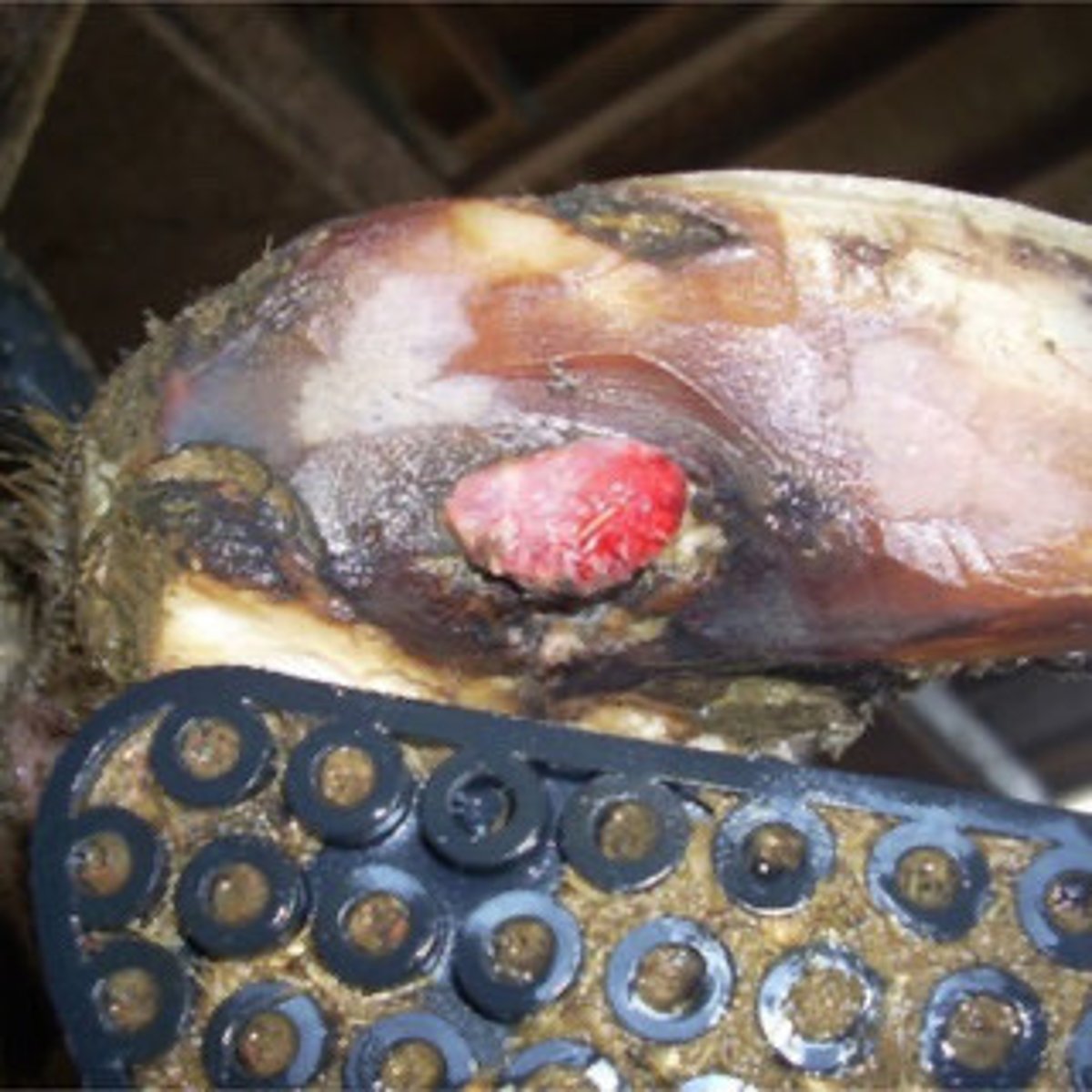 <p>-full thickness break in sole that exposes the corium</p><p>-can be found at the axial heel sole junction, toe, or heel</p>