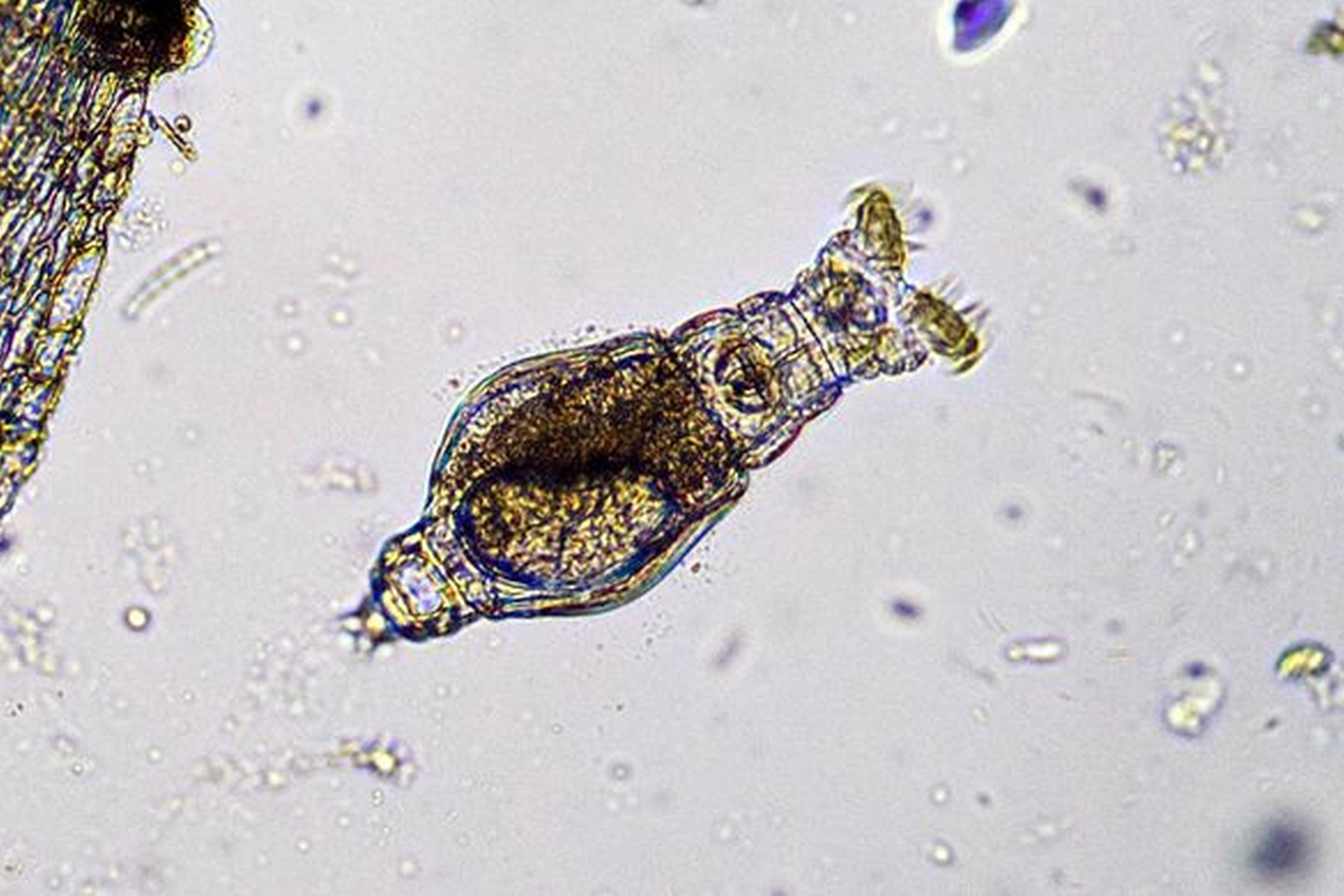 <p>Rotifer reproductive strategies</p>