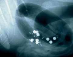 <p>What are these?</p>