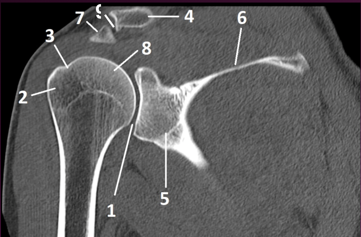<p>9</p>