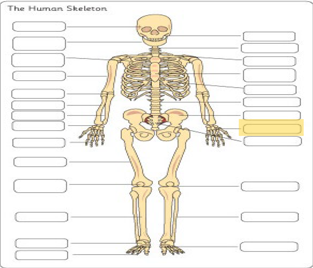 <p>What is this Bone?</p>