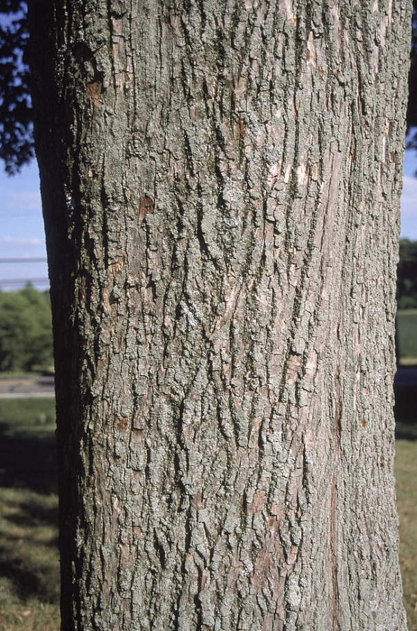 <p>smooth and light gray to brown in color, used in crafts, woodworking, making rope, and instruments. </p>