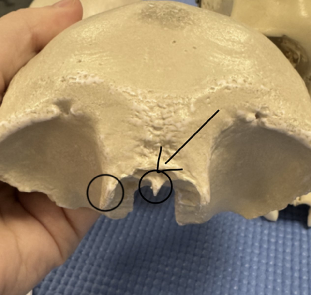 knowt flashcard image