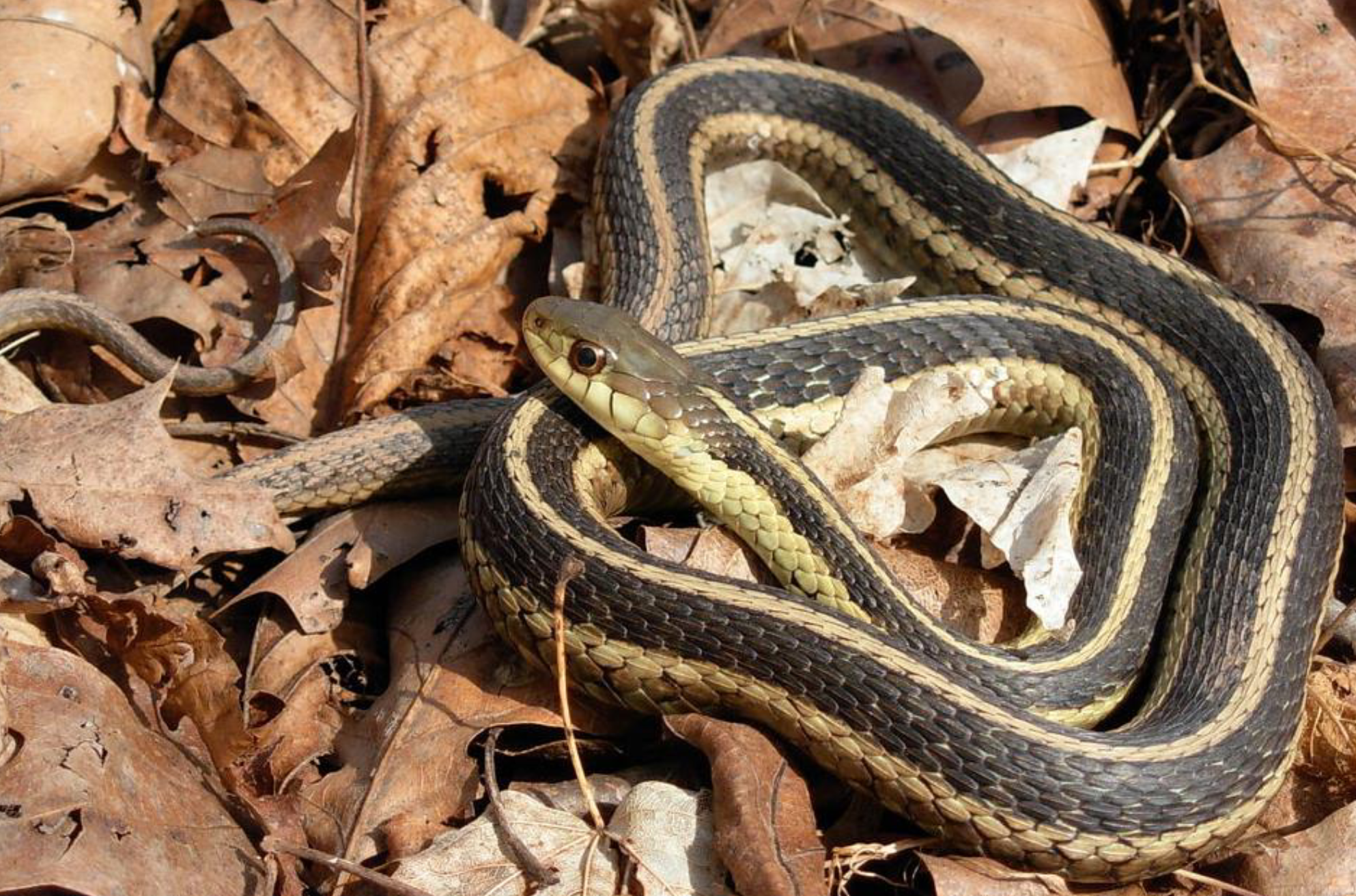 <p><span>what is this and what are its habitat and diet preferences</span></p>