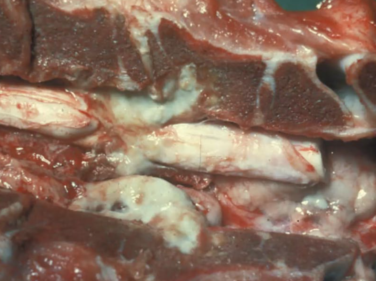 <p>Calf. What is the etiology?</p><p>A-Brucella abortus</p><p>B-Mycobacterium bovis</p><p>C-Pasteure/la multocida</p><p>D-Hemophilus somni</p>