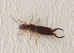 <p>longish antennae with look hooks at the end, triangular heads with the thicker part of the triangle closer to the thorax (like they have big cheeks), look like they have two thoraxes (one small closer to the head and one bigger closer to the abdomen),&nbsp;segmented abdomen, pincer (like actually look like that would hurt kind of pincers) at the end of abdomen, Class Insecta, earwigs —-> To remember that dermaptera means earwigs, things of derma meaning skin and your ear being skin</p>