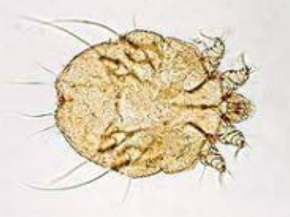 <p>What mite is this and where would you find it?</p>