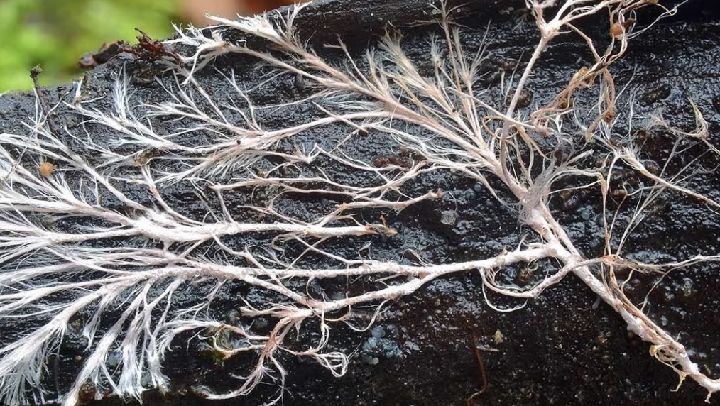 <ul><li><p>A <strong>mass of hyphae</strong> </p><ul><li><p>gives fungi a cottony, hairy, or velvety texture.</p></li></ul></li></ul><p></p>