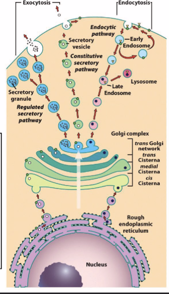<p>after a protein is fully synthesized, folded, and targeted to the ER lumen, it either:</p><ol><li><p>stays in the ER lumen</p></li><li><p>transported from ER → Golgi complex → secretory pathway</p><ol><li><p>fully processed proteins are exported to TGN</p></li><li><p>transfer of ER vesicle → Golgi is achieved by <strong>coat proteins</strong> (helps form vesicle, helps select material vesicle carries)</p></li></ol></li></ol><p></p>