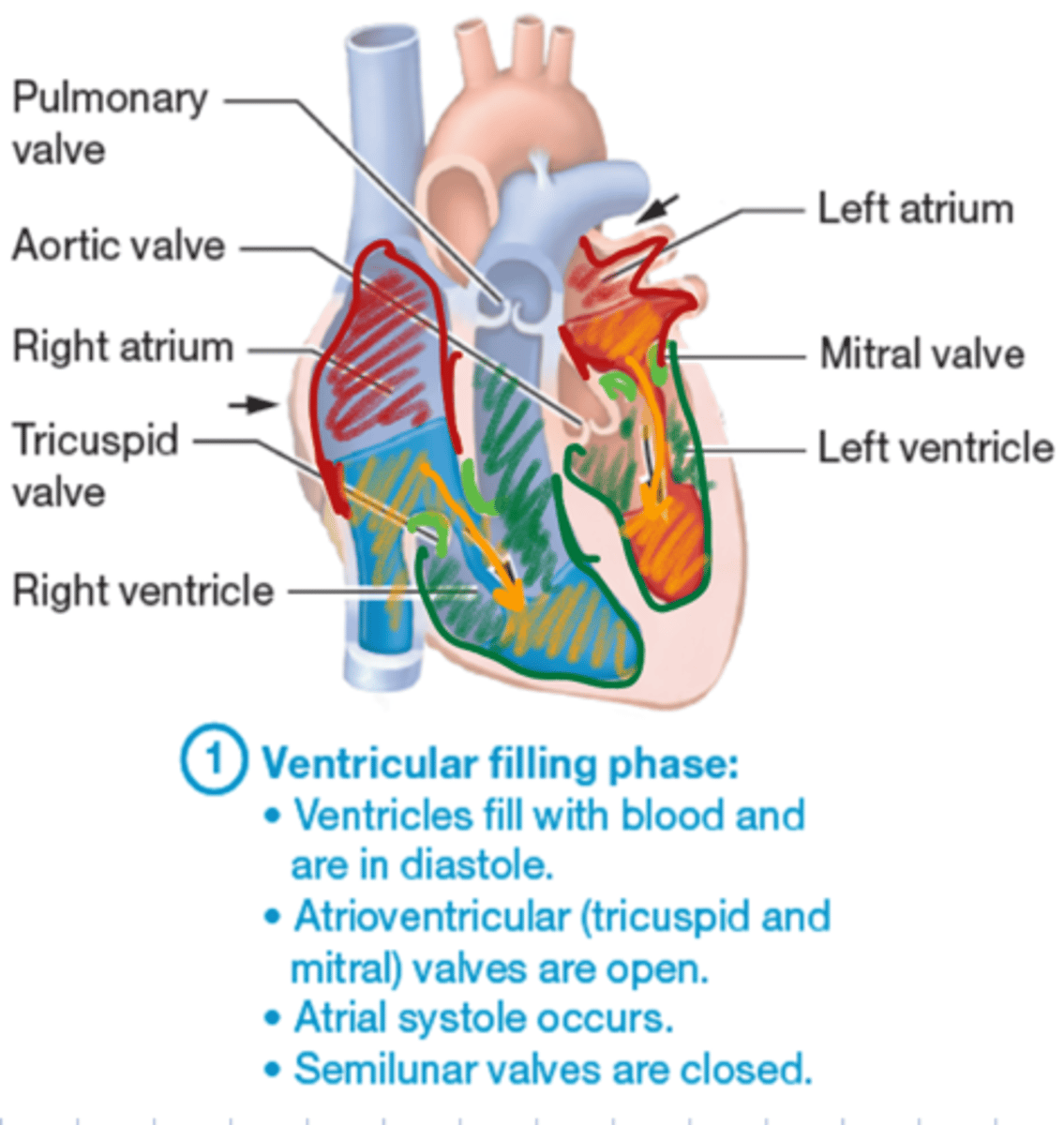 <p>ventricles fill with blood and are in diastole, atrioventricular valves are open, atrial systole occur, semilunar valves closed</p>