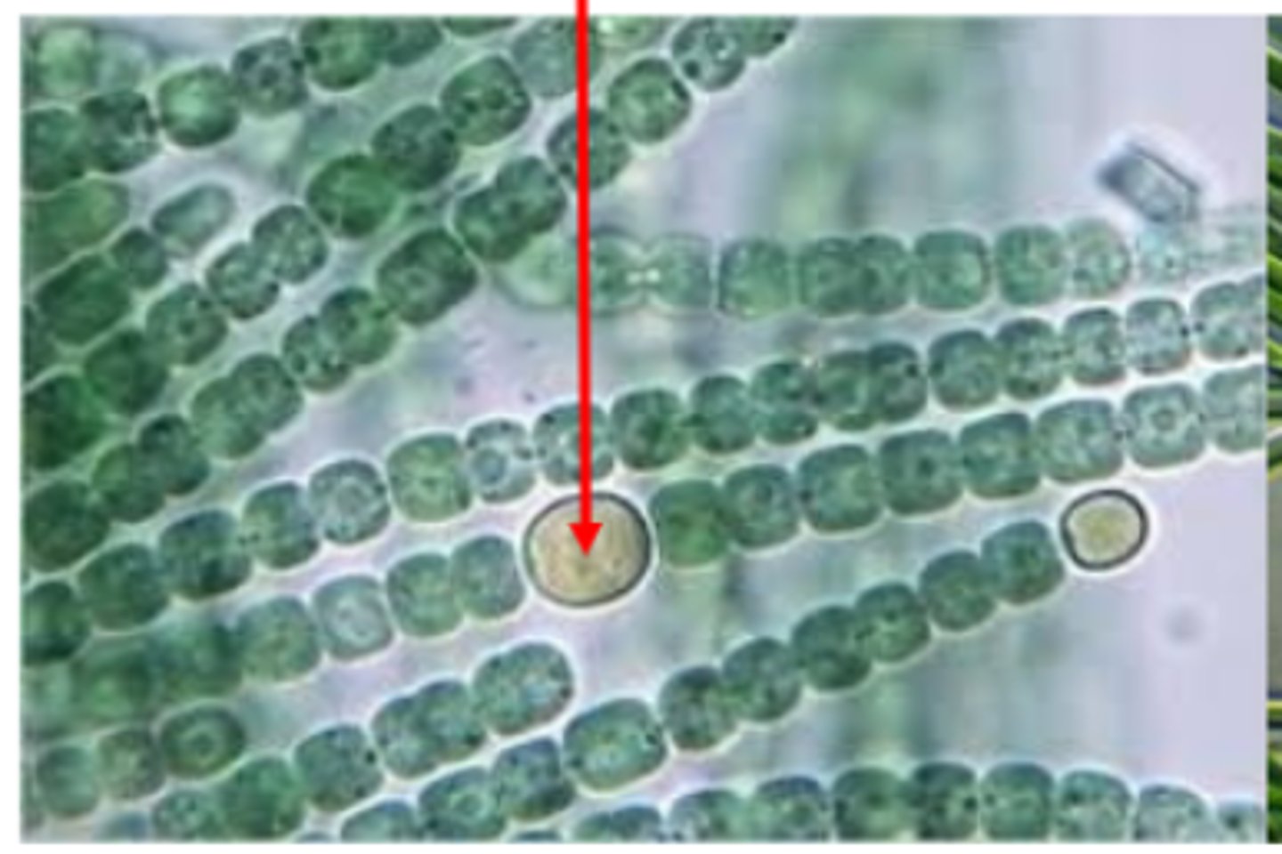 <p>What is the PHYLUM of the organism pictured?</p>