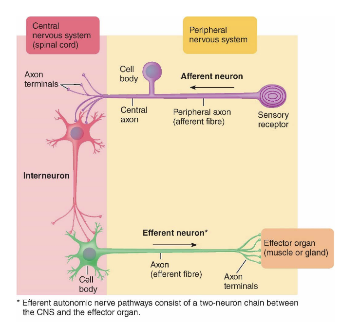 <p>1. Afferent neurons</p><p>2. Efferent neurons</p><p>3. Interneurons</p>