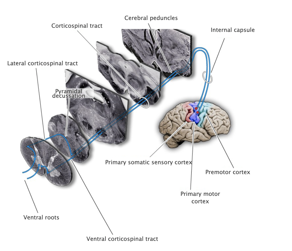 <p>Cortical area (Brodmann's area 4) in the precentral gyrus that contributes to the governance of lower motor neurons in the brainstem and spinal cord and the execution of volitional movements. This area is termed "primary" to indicate that this cortical area, among all other divisions of the motor cortex, has the most intimate functional and anatomical relation to lower motor neurons.</p>