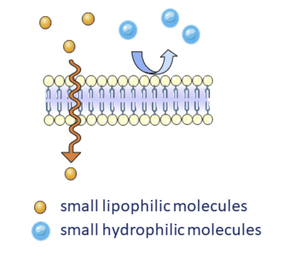 <ul><li><p>Concentration of the molecule on either side of the Membrane.</p></li></ul><p></p>