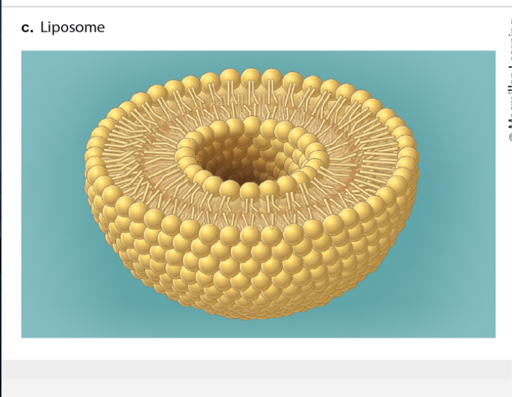 <p>A cell like structure sphere made up of phospholipid bilayers</p>