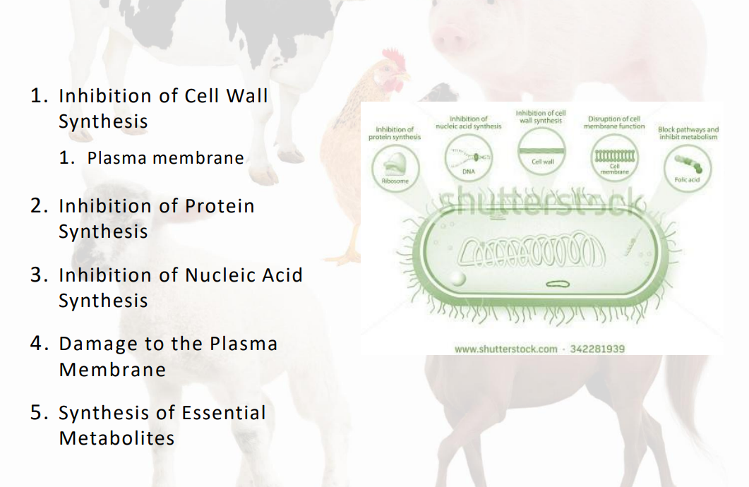 <ol><li><p>inhibition of cell wall synthesis </p></li><li><p>inhibition of protein syn</p></li><li><p>inhibition of nucleic acid syn</p></li><li><p>damage to plasma membrane</p></li><li><p>synthesis of essential metabolites </p></li></ol><p></p>