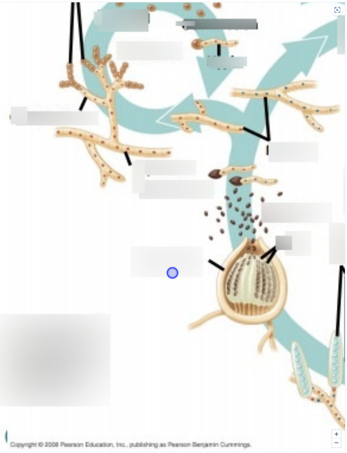 term image