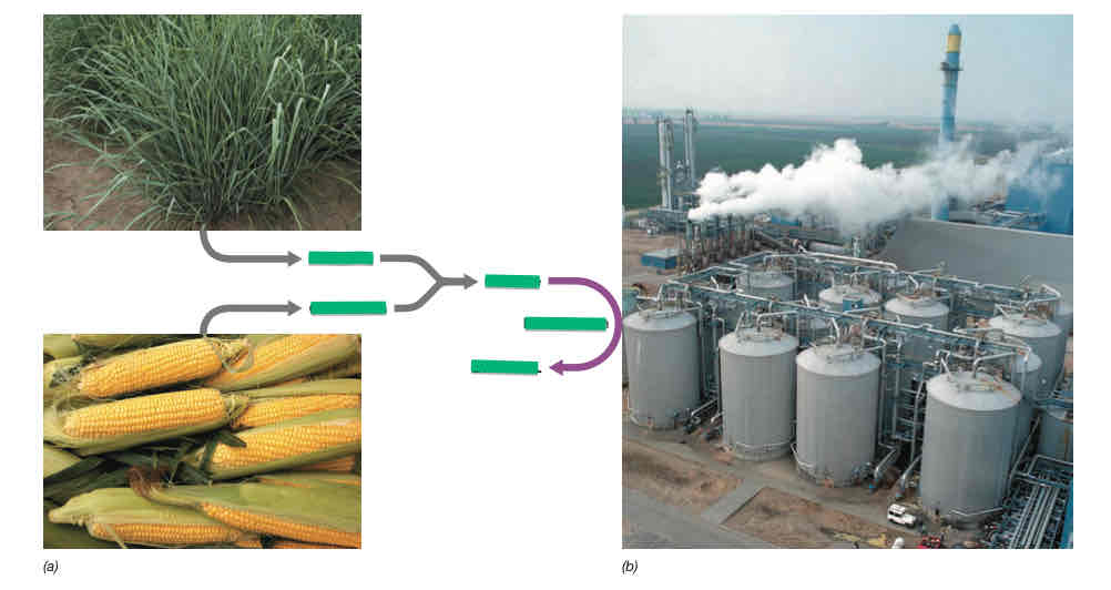 <p>Biofuel production</p>