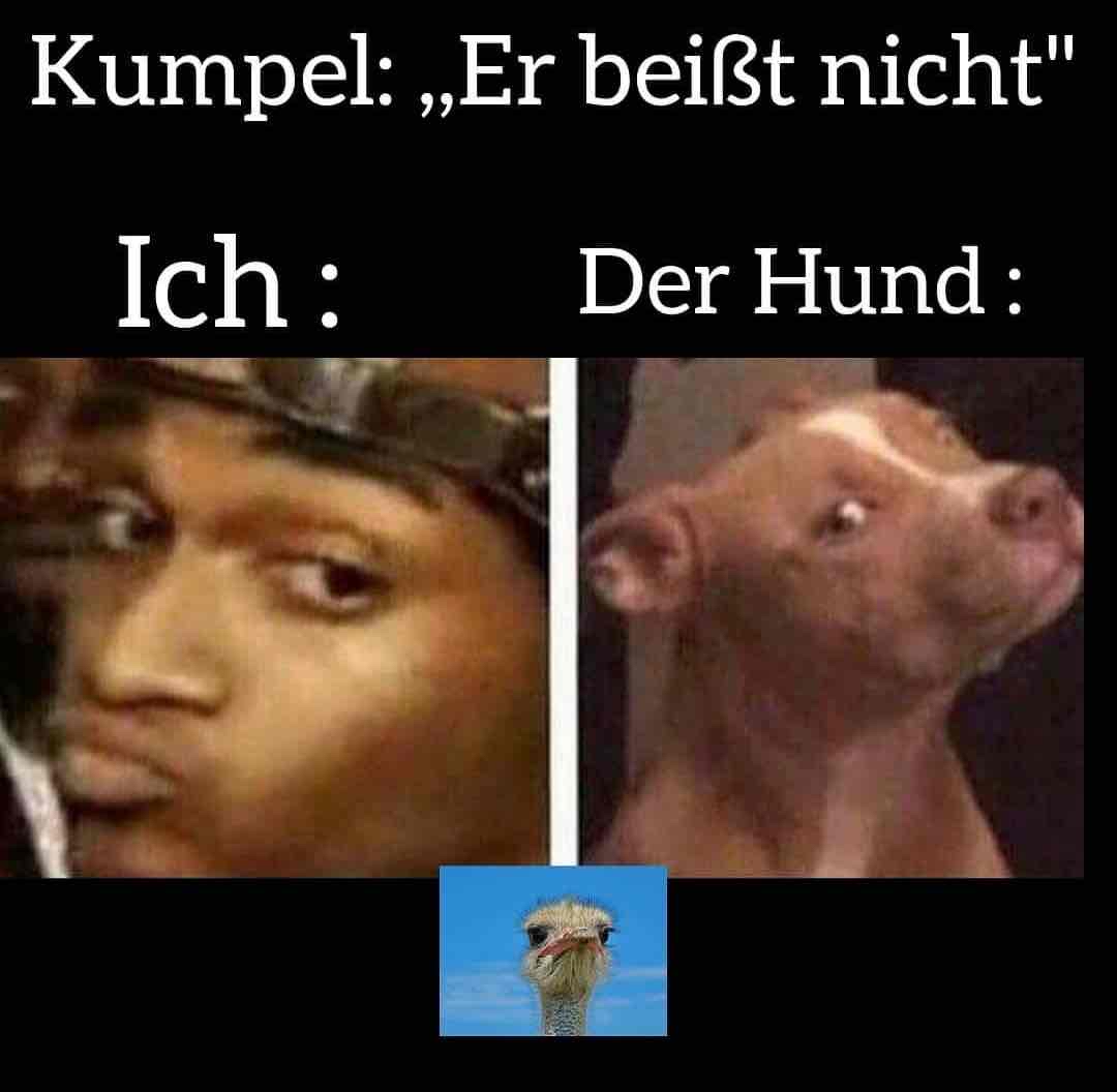 <p>beißen</p>