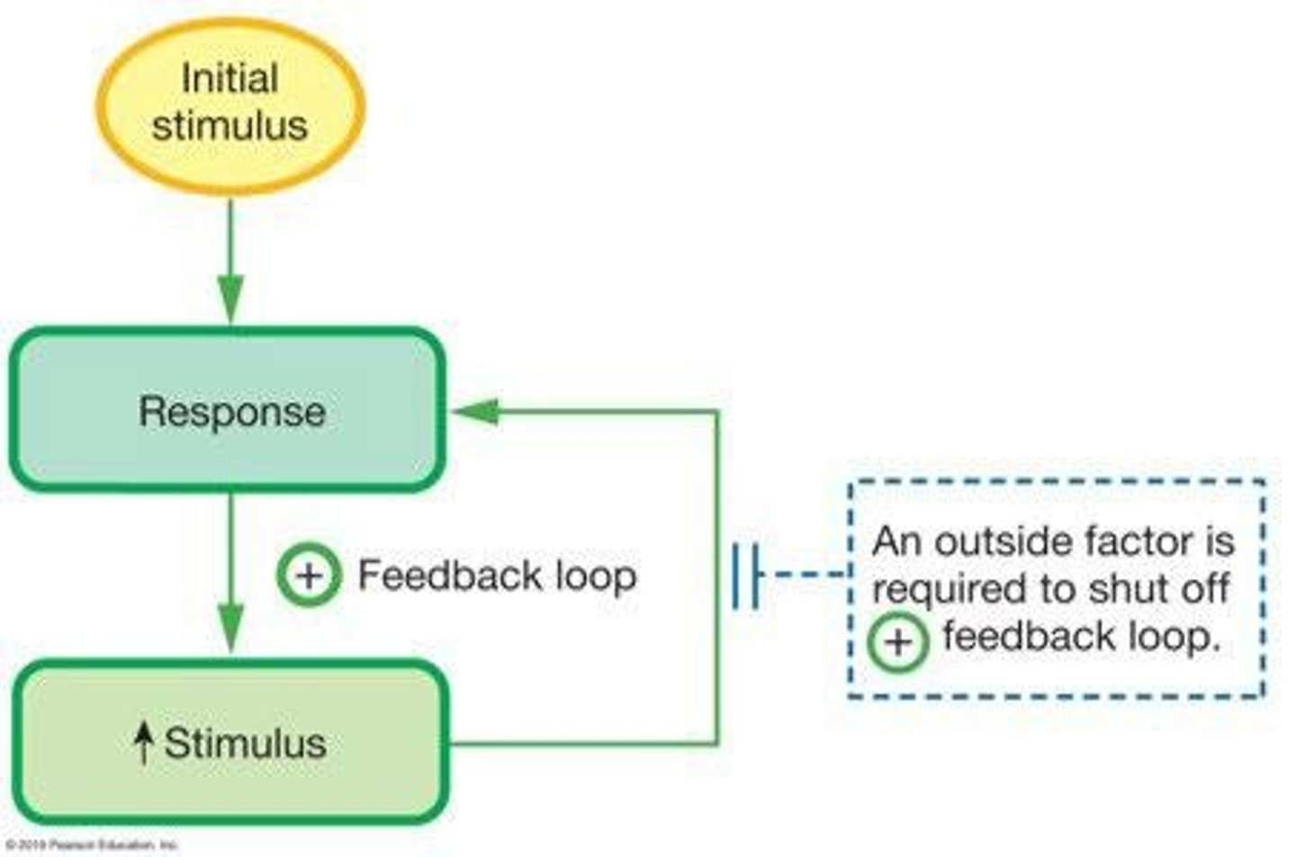<p>A feedback mechanism where the response is the same as the stimulus, reinforcing a change.</p>