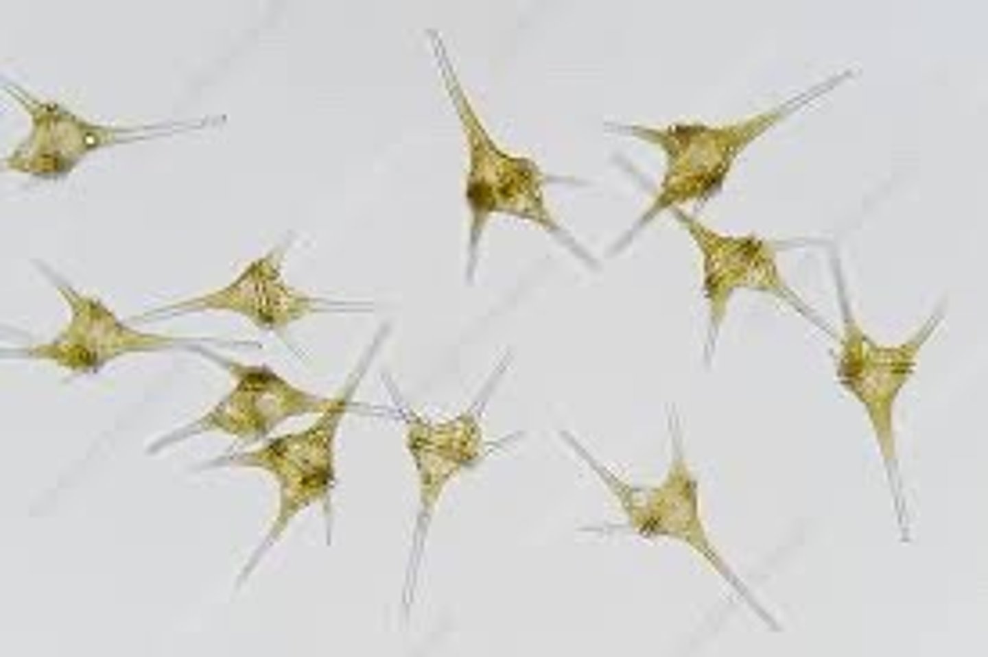 <p>What organism is this?</p>