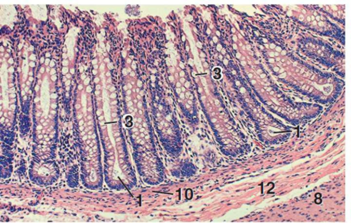 <p>They are longer, less coiled, simple tubular glands with a higher concentration of goblet cells.</p>