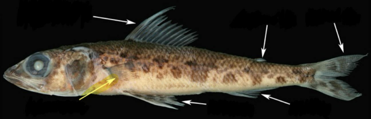 <p>What fin is this and is it paired or unpaired?</p>