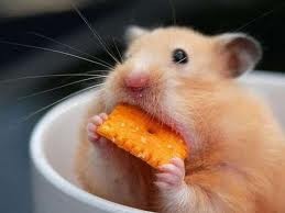 1. Taking in of nutrients
2. which can supply enough energy and raw materials for metabolism