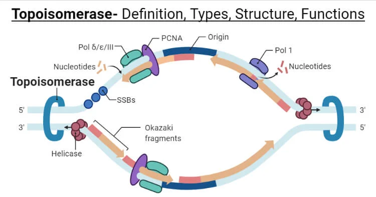 <p>What is the role of Topoisomerase?</p>