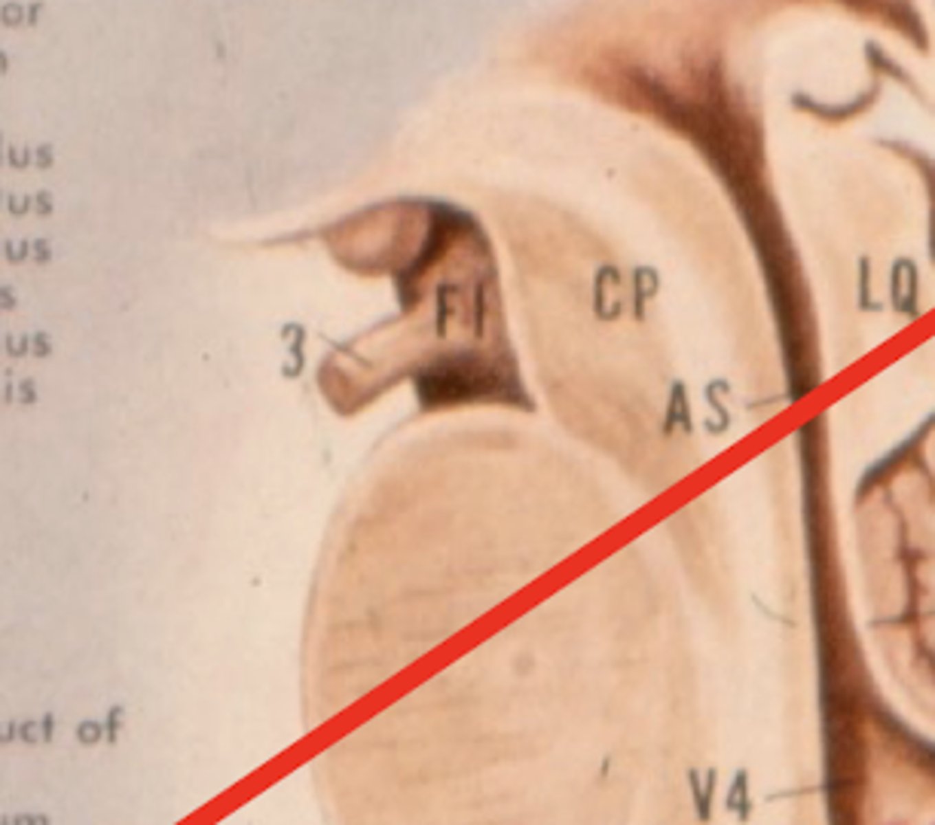 <p>interpeduncular fossa (ventral surface)</p>