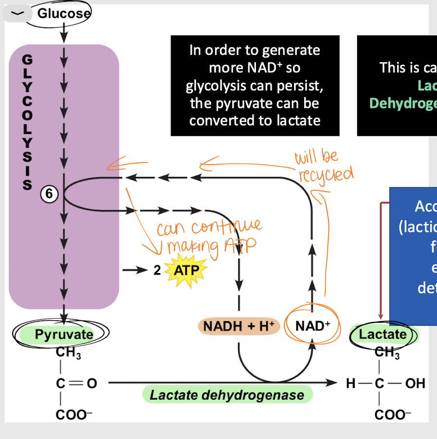 <p>lactate dehydrogenase (LDH)</p>