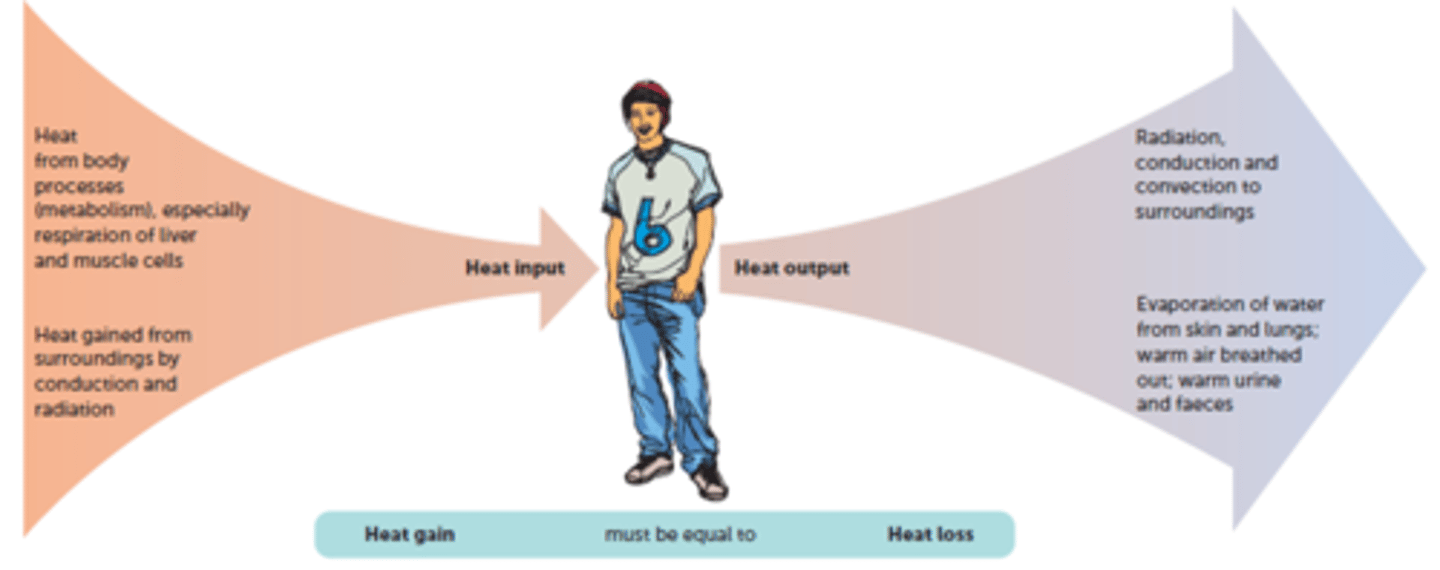 <p>Thermoregulation involves the regulation of body temperature to keep the body's core temperature within its tolerance limits.</p>