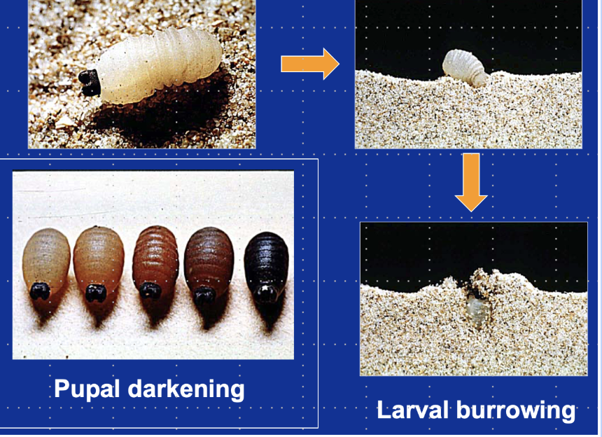 <p>In loose soil where it can burrow down into the soil</p>