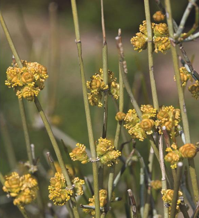 <p>gnetophyte; jointfir; pollen clones cluster at nodes; European pioneers used species native to the American southwest to make Mormon tea</p>