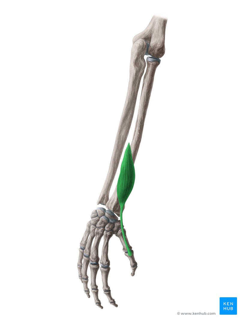 <p>Extends distal phalanx of thumb; located extending toward thumb in forearm.</p>