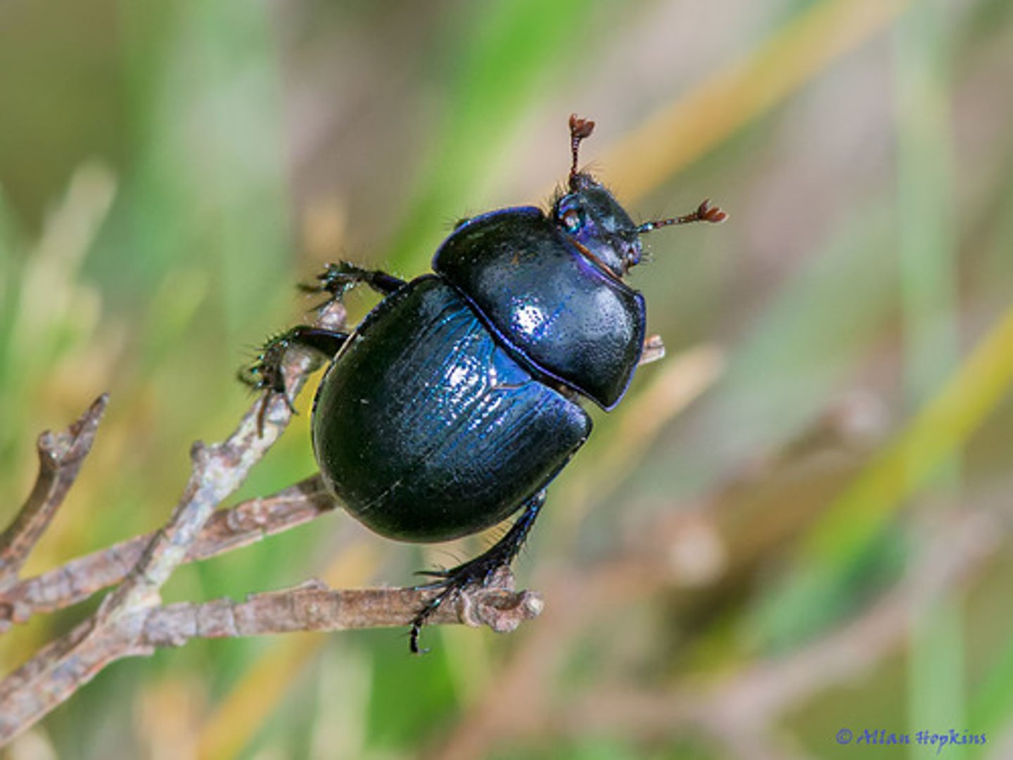 <p>Hair on underside; scarab beetles</p>