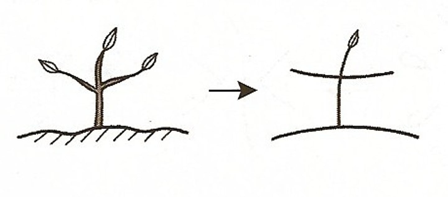 <p>Saturday</p>