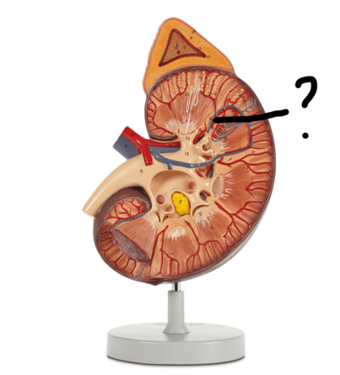 <p>Name this vessel (blue)</p>