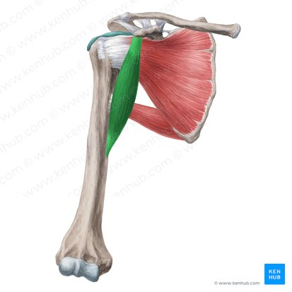 this muscle’s nerve supply is ___