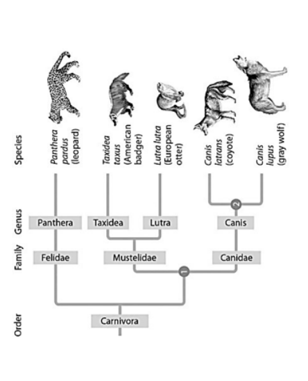 <p>In Figure 20.6 below, which similarly inclusive taxon descended from the same common ancestor as Canidae?</p>