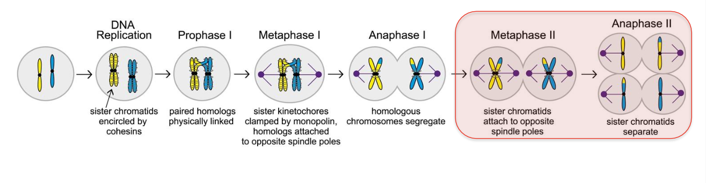 <p><u>ANAPHASE - MEIOSIS ONE</u></p><ul><li><p>HOMOLOGOUS CHROMOSOME SEPARATION</p></li></ul><p>-homologous chromosomes - segregate away from each other</p><p><strong>-2 HAPLOID CELLS</strong> ½ number of chromosomes of the parent cell</p><p>gre</p><p><u>ANAPHASE - MEIOSIS TWO</u></p><p>Sister chromatids segregate - COHESION BETWEEN SISTER CHROMATIDS IS RELEASED</p><p>Segregate from each other</p><p><strong>4 haploid cells</strong></p><p></p><p></p><p>Meiosis 2 differs to mitosis because</p><p>chromsomes have mix of genetic information due to recombination in prophase</p>