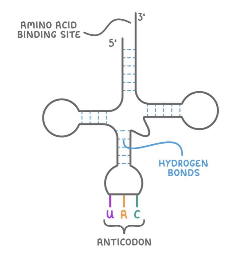 <p>Transfer RNA (tRNA) is a type of RNA used in the process of translation.&nbsp;</p><p style="text-align: left">Its role is to transport amino acids to ribosomes to build up a polypeptide chain.</p><p style="text-align: left"><strong>Features of tRNA:</strong></p><ul><li><p>Single-stranded molecule folded into a clover-leaf shape.</p></li><li><p>Uses hydrogen bonds between complementary base pairs to hold it in shape.</p></li><li><p>Contains a specific sequence of three bases at one end, known as the anticodon.</p></li><li><p>Contains an amino acid binding site at the opposite end.</p></li></ul><p></p>