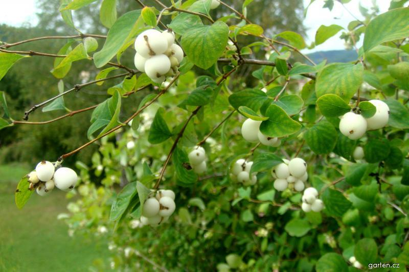 <p>pámelník bílý</p>