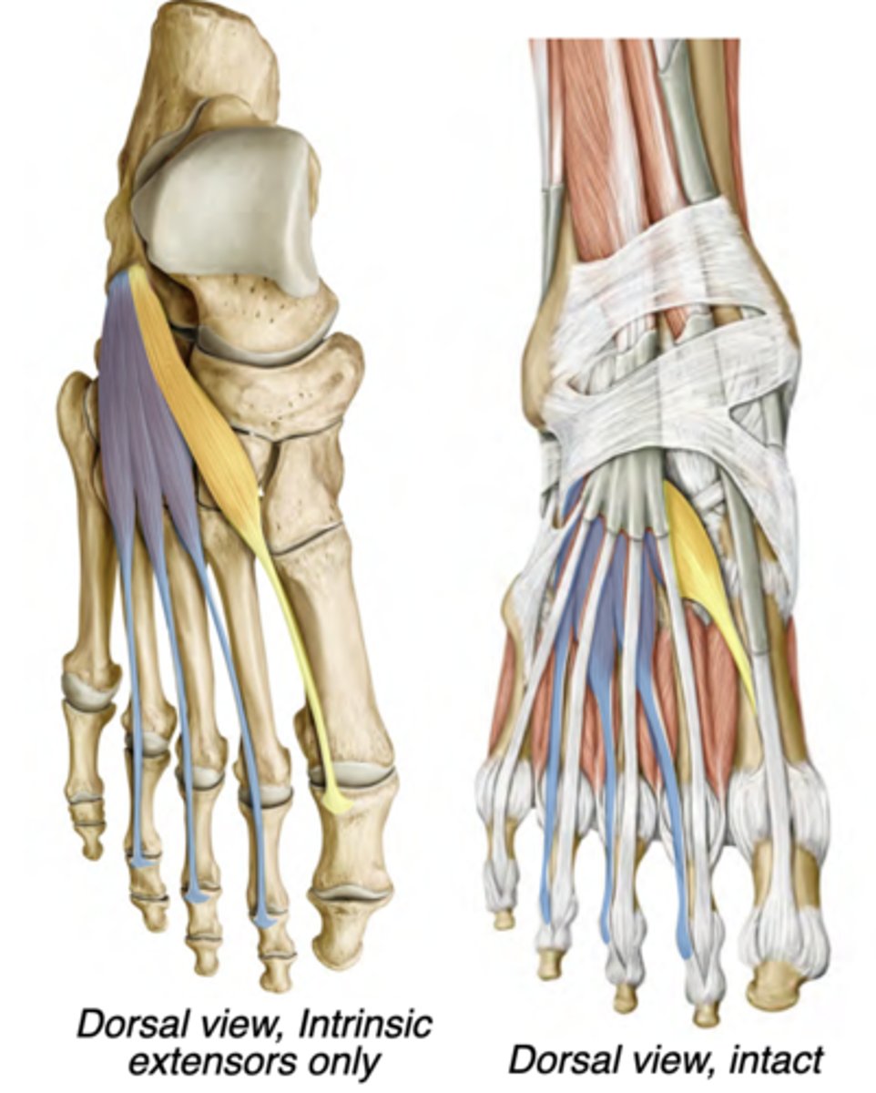 <p>Dorsal compartment</p><p>-Deep fibular nerve</p><p>-Extends hallux</p><p>-prox: Calcaneus</p><p>-distal: Proximal phalanx of digit 1</p>