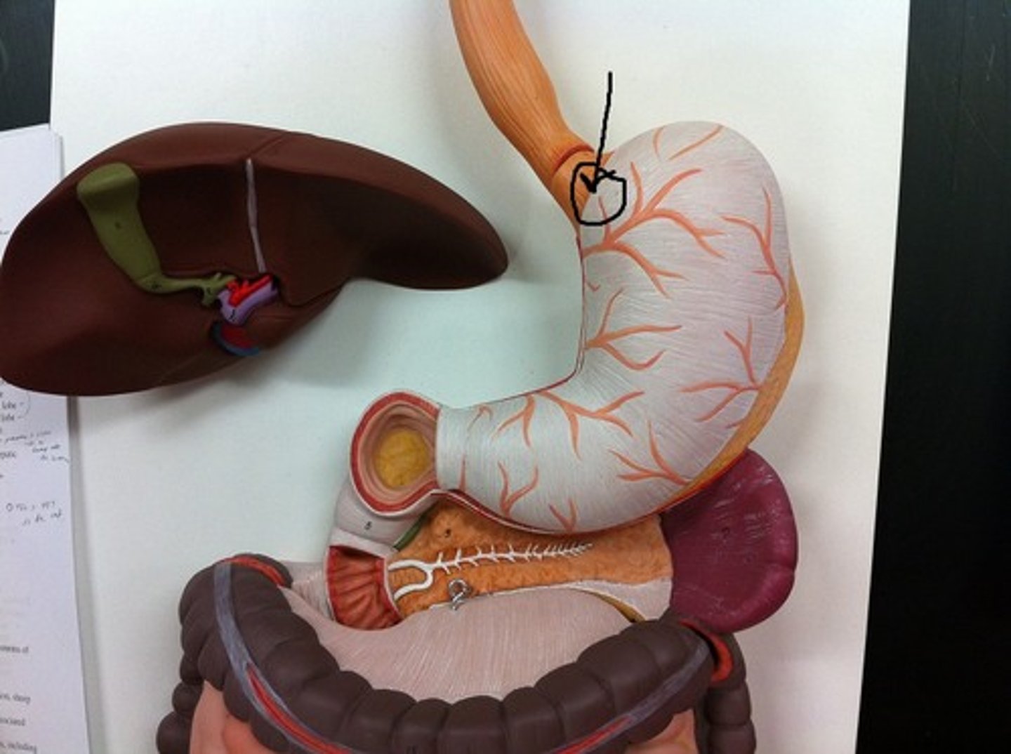 knowt flashcard image