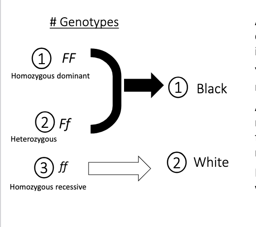 <p>Dominant allele → written as capital letter (e.g. F), recessive allele is written in lower case.</p>